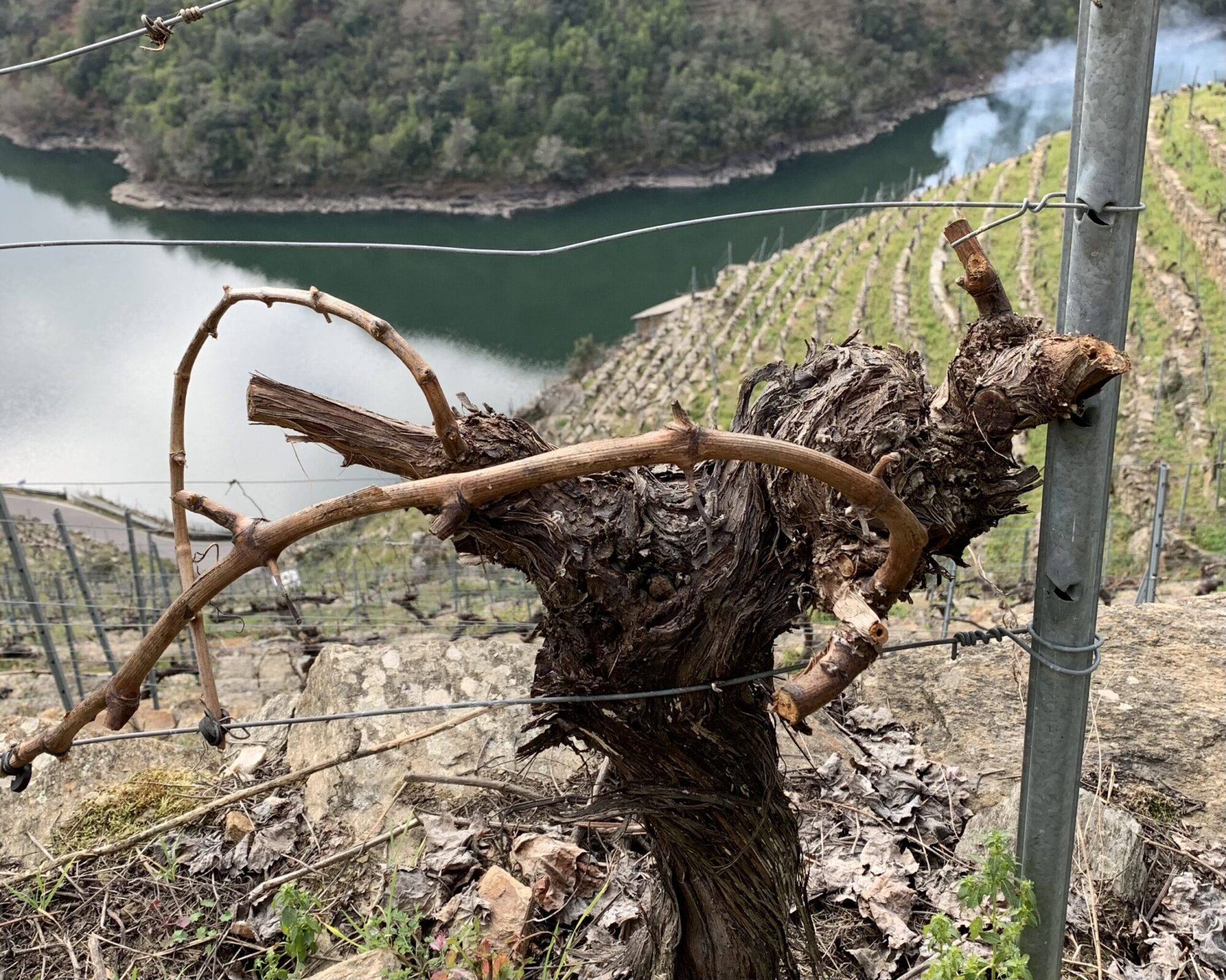 a vine in the Ribeira Sacra wine region of Galicia