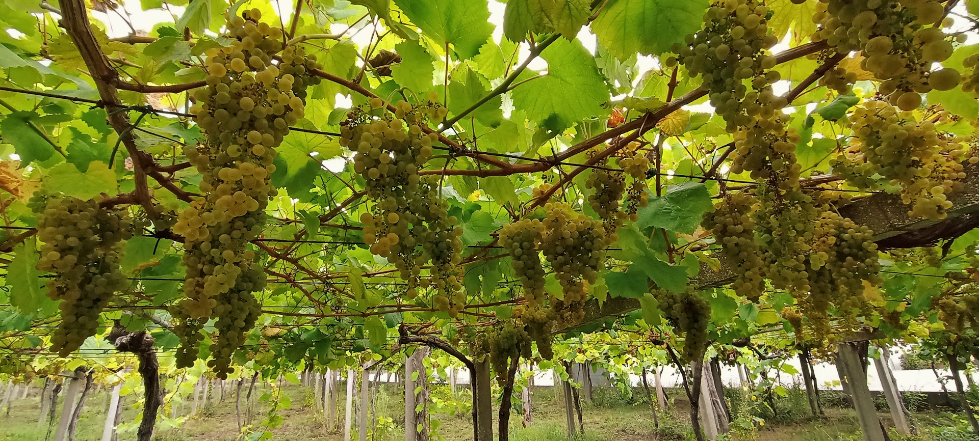 ratiño gallega grape